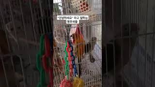 "안녕하세요 " 말하는 코뉴어 앵무새들 #코뉴어 #인삿말하는 앵무새 #birds