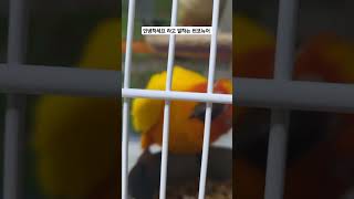 안녕하세요 라고 말하는 썬코뉴어#썬코뉴어 #birds #parrot