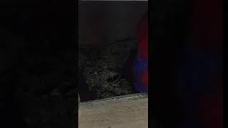 뉴기니아 와 마카우 뉴기니아 새끼 10일차 20190407 천둥 eclectus parrot baby 10days