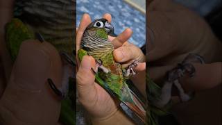 코뉴어앵무새#하랑이#하봉이#parrot#cute