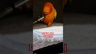 써니야~언제 차분해 질거야?  #썬코뉴어 #parrot #앵무새 #다혈질 #hot temper #차분 #calm #언제 #when #써니