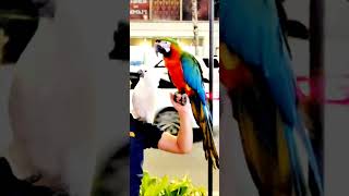 White Parrot Red Green Macaw 하얀색 앵무 홍금강 앵무 하와이 와이키키
