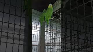 뻐꾹이 소리에 놀란 아마존과 세네갈 앵무새