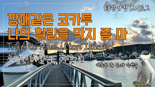 호주 해밀턴 아일랜드 최고의 빌런 코카투 나의 힐링여행…
