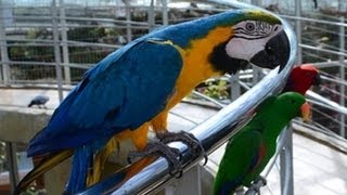 경주 버드파크 Gyungju Bird Park - 태양황금앵무, 유리매커우, 회색앵무,투칸, 채널 빌드 투칸, 유황앵무,  청금강앵무, 오색앵무