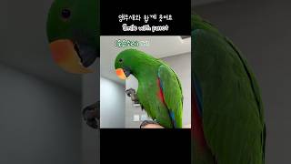 [지구] 앵무새와 함께 웃어요/ Smile with parrot / 웃으면 복이 와요