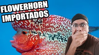 Me llegaron Nuevos peces de Ta…