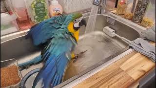 청금강 노을이 거기서? 목욕을...