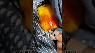 이불속의 써니 팔자가 상팔자네!   #썬코뉴어 #par…