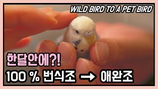 번식조가 애완조가 되기까지 성공과정애완동물 앵무새 순치 길들이기. 사랑앵무새 잉꼬새끼 분양 [귀여운 애완동물 앵무새 입양]