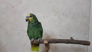 오렌지윙아마존 초롱이