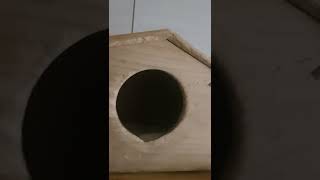 말대꾸 한스마카우 밍밍