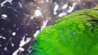 한스마카우 띵동 이유조