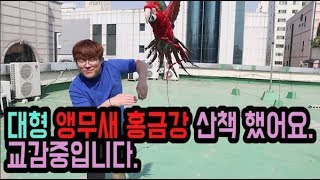 홍금강 날아가라.. 보내줄께 ㅠ.ㅠ 잘살어 보고싶을꺼야