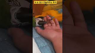 집사 손 가지고노는 루카 #앵무새 #parrot #청금…