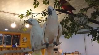 우리버드 유황앵무(코카투) 강치와 몰루칸