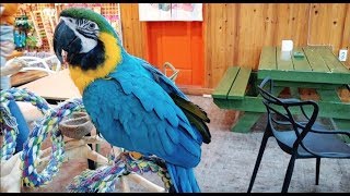 앵무새 카페 / 앵무새 키우기 / 앵무새종류 / 사랑앵…