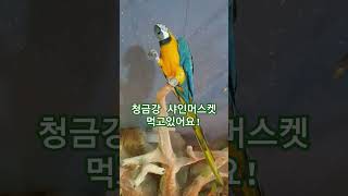 청금강 샤인머스켓 맛있는거 먹음