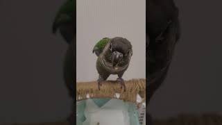 코뉴어 앵무새 훈련