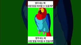 앵무새는 왜 사람 말을 따라할 수 있을까? #동물ai …
