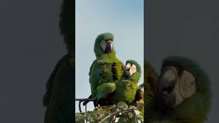 Chestnut-fronted Macaw| Ara se…