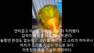 self injury Eclectus parrot therapy course 101 자해하는 뉴기니아앵무새 치료과정 101