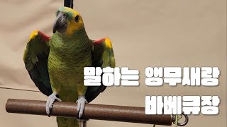 [수리/순한맛] 말하는 앵무새랑 바베큐장 가기 / #말하는앵무새 #앵무새키우기