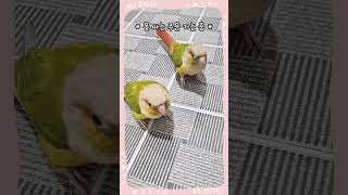 앵무새 똥싸는 영상 #쾌변 #변비물러가라 #앵무새 #코뉴어 #반려조  #반려동물 #배변훈련 #앵무새똥싸기