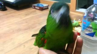 Hahn's Macaw Talking.....