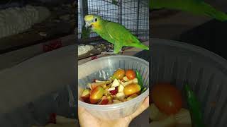 귀여운 울 아마존C