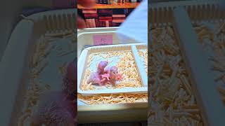 청금강 둘째. 이유조 앵무새로 입양하시는 보호자님들께서…