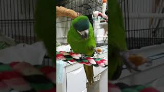 말린무화과 줬더니 속 알맹이만 파먹는 얌체마카우