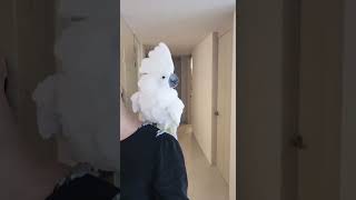 #앵무새 #엄브렐라코카투 #parrot #parrotl…