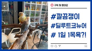 깔끔쟁이 코뉴어앵무새 목욕하기~(역광주의)