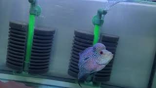 흥스패밀리 뉴페이스 플라워혼 피쉬 입니다^^ feat.…