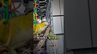 ㅋㅋㅋ레몬이가 좋아하는 장난감은 바로 밴드심지!!ㅋㅋㅋㅋ #루티노퀘이커 #모란앵무 #퀘이커앵무새 #앵무새목욕 #앵무새브이로그 #앵무새일상 #앵무새키우기
