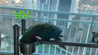 할리퀸마카우 루카를 소개합니다