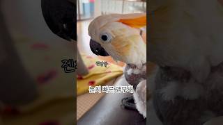 엄마의 칭찬은 칭찬이 아닌걸 아는롬