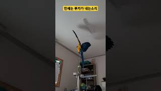 아침에 만세하는 루카 #macaw #청금강앵무새 #청금강