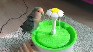 [모란앵무]토리의 목욕/Parrot taking a bath