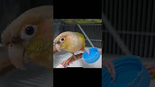 코뉴어 앵무새의 말 bird speaks