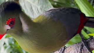 Cape thick knee turaco fruit dove New Zealand myna guira cuckoo greater council lovebirds 16239