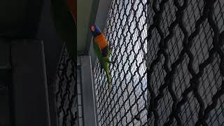 오색 청해 앵무새 키우면서 애로 사항 야들은 배설 할때…