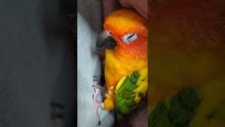 꿈꾸는 앵이 뚜비 #식곤증#썬코뉴어 #앵무새 #앵집사 #앵집사일상