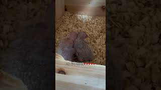 꼬물이들에서 아기새로 진화 #shorts #앵무새