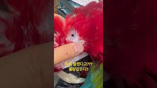 앵무새 귓구멍 콧구멍 #홍금강앵무새 #cute #birds #funny #parrot #앵무새귓구멍