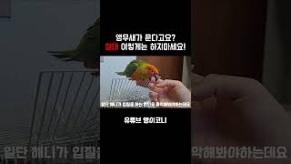앵무새가 문다고 절대 이렇게는 하지마세요! #앵무새 #…