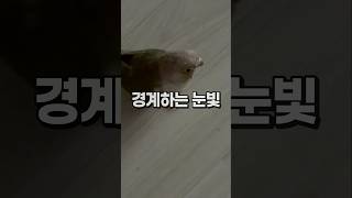 외부인 경계하는 앵무새  코뉴어앵무새 배추
