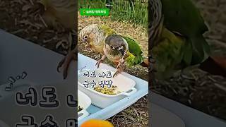 국수먹방#코뉴어#귀여운앵무새 #사랑스러운앵무새 #맛있어요#맛집#국수#늘해랑