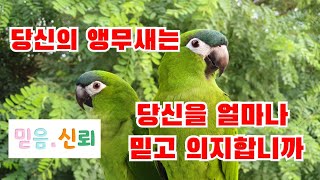 앵무새와 신뢰도 체크해보셨나요?(쌈바와 관계회복하기)